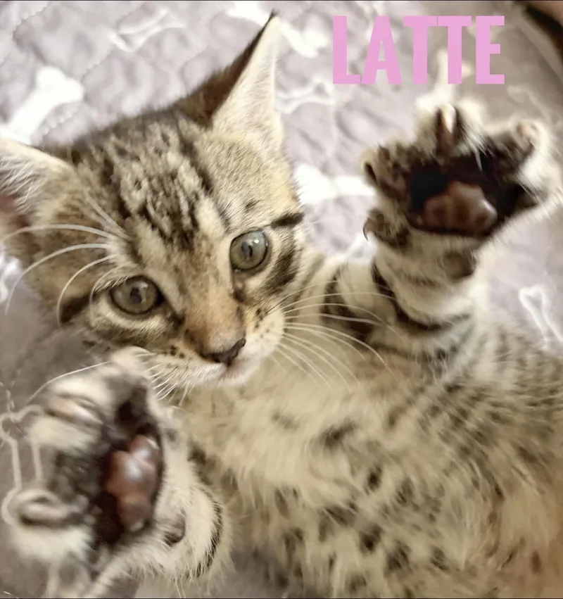 A baby small-sized female Tabby (Gray / Blue / Silver) Domestic Short Hair cat named Latte Reilly for adoption in Staten Island, NY