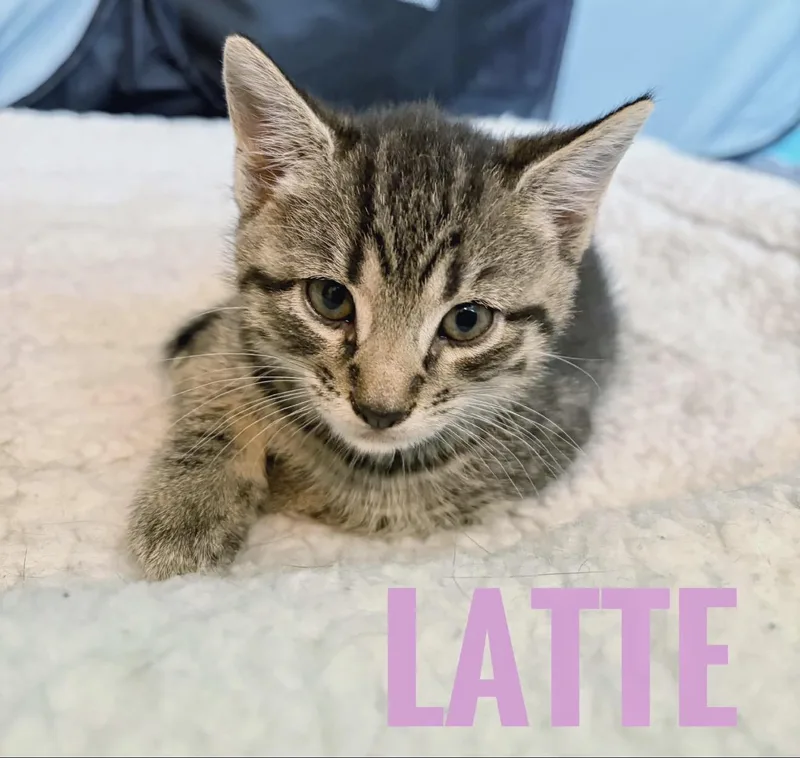 Latte Reilly thumbnail 2