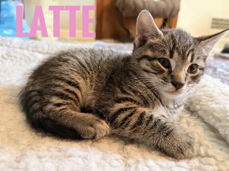 Latte Reilly thumbnail 4