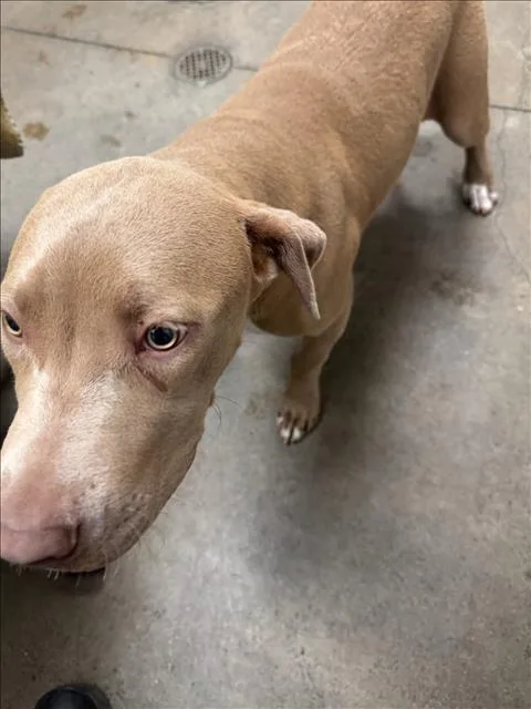 An adult medium-sized female Pit Bull Terrier dog named Chica for adoption in Van Nuys, CA