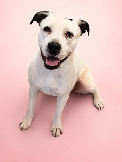 A young medium-sized female Pit Bull Terrier dog named Lola for adoption in Bowling Green, KY