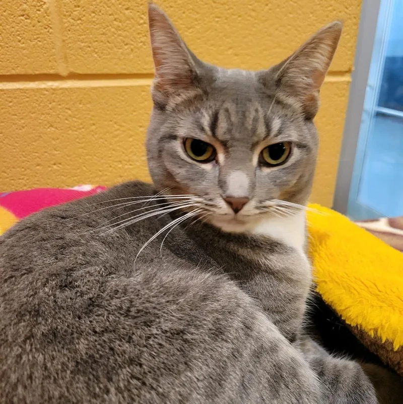 An adult medium-sized female Domestic Short Hair cat named Darling for adoption in South Bend, IN