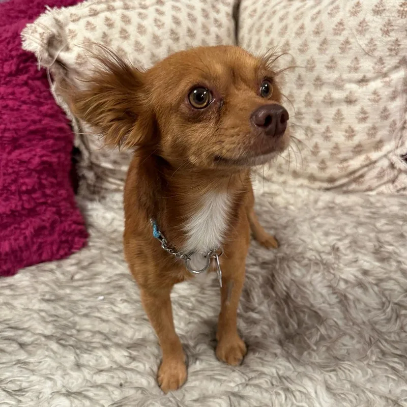 An adult small-sized male Red / Chestnut / Orange Mixed Breed dog named Jasper for adoption in San Francisco, CA