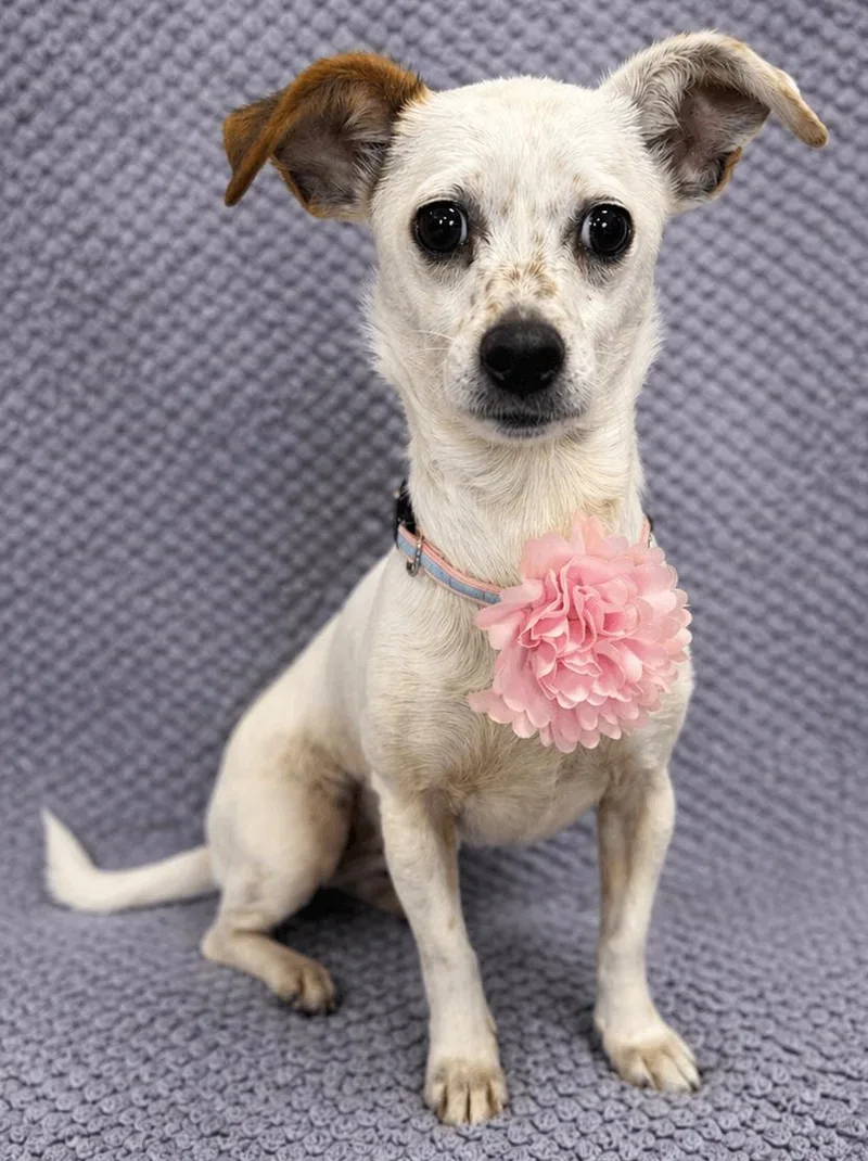A young small-sized female White / Cream Dachshund dog named Ginger for adoption in Lodi, CA