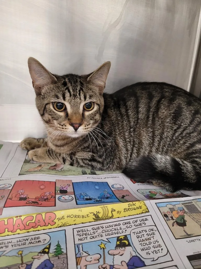 A baby medium-sized male Domestic Short Hair cat named Simba for adoption in Angola, IN