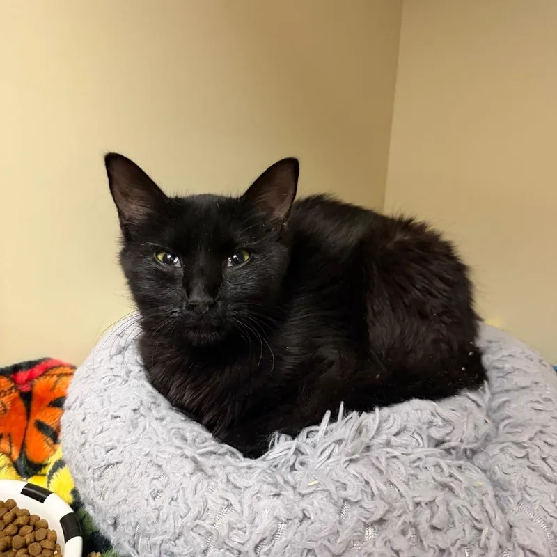 A young medium-sized female Black Domestic Medium Hair cat named Saphira for adoption in Port Richey, FL