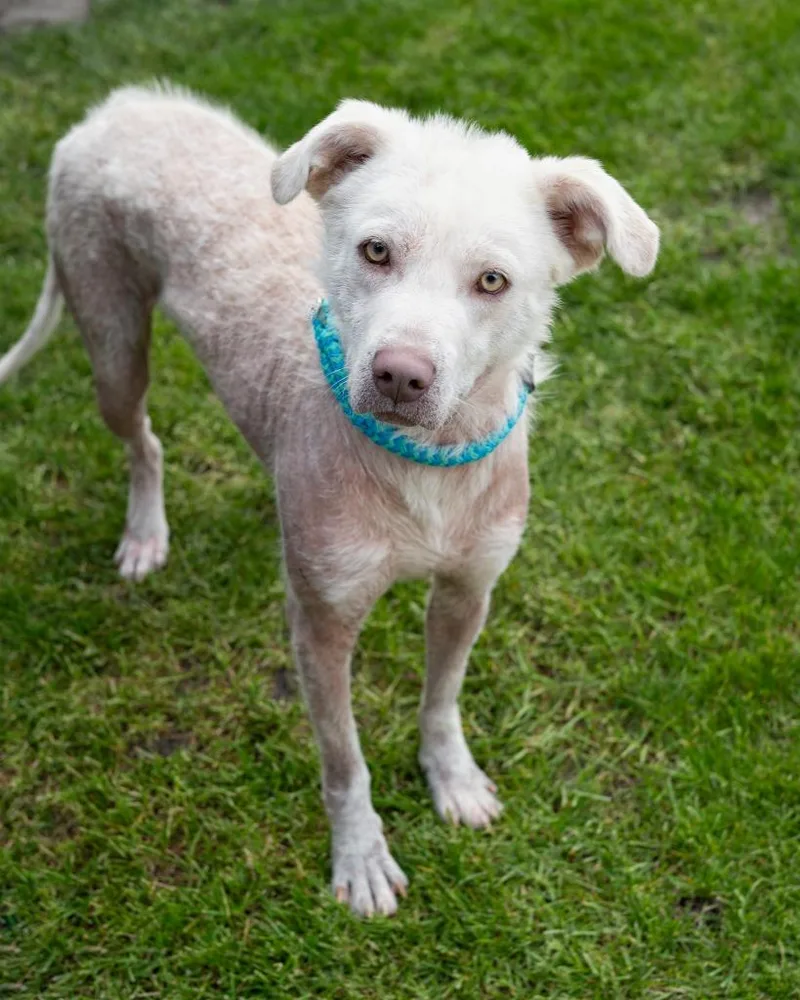 A young medium-sized male Husky dog named Buckley for adoption in Boone, IA