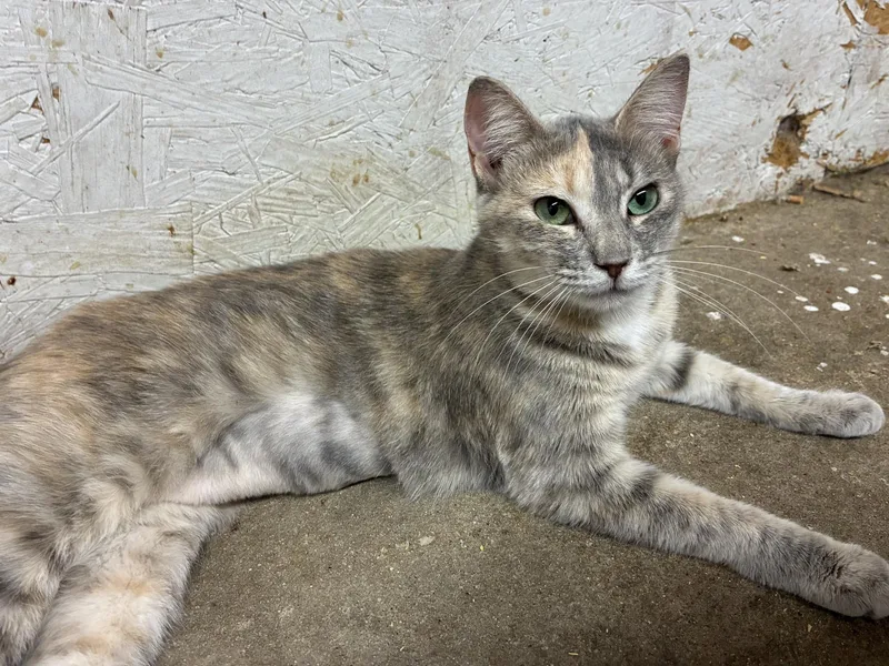 An adult medium-sized female Dilute Tortoiseshell Domestic Short Hair cat named Jewel for adoption in HARTFORD, AL