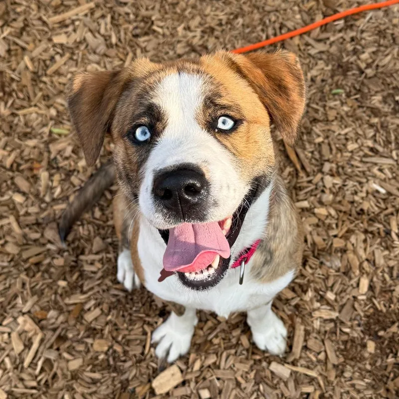 An adult medium-sized female Shepherd dog named Ariel for adoption in Tacoma, WA