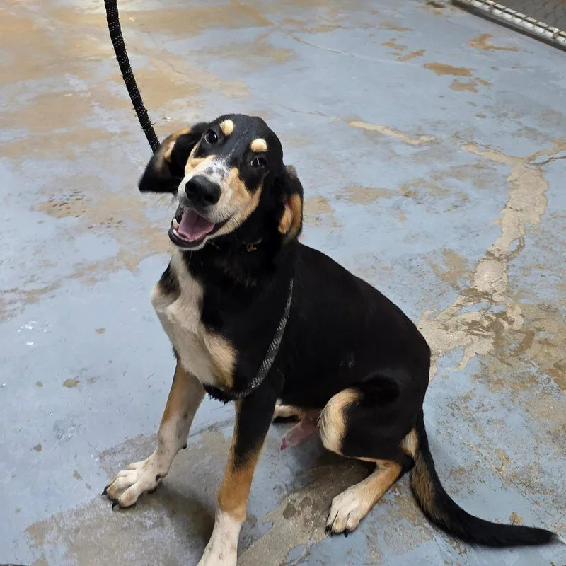 A young medium-sized male Black Mixed Breed dog named Goofy for adoption in Duncan, OK
