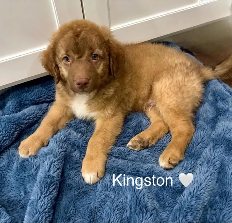 Kingston thumbnail 2