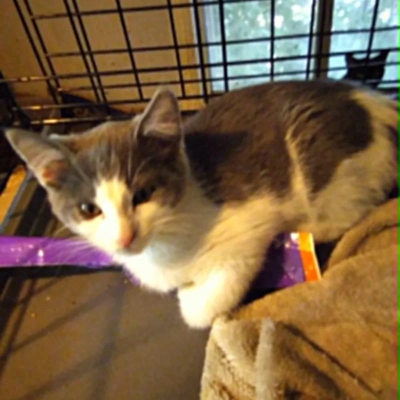 A baby small-sized female Gray & White Domestic Short Hair cat named Toffee for adoption in Antioch, CA