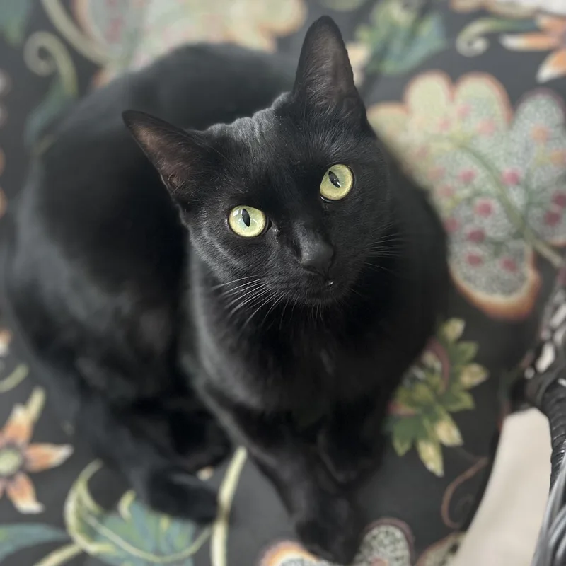 An adult medium-sized female Black Domestic Short Hair cat named Missy for adoption in Libertyville, IL