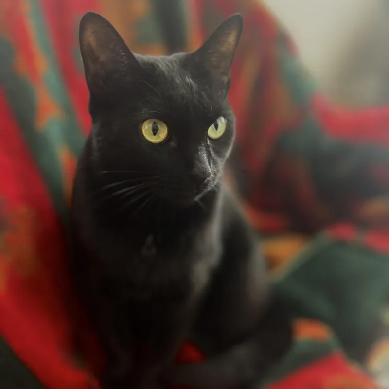 Missy thumbnail 5