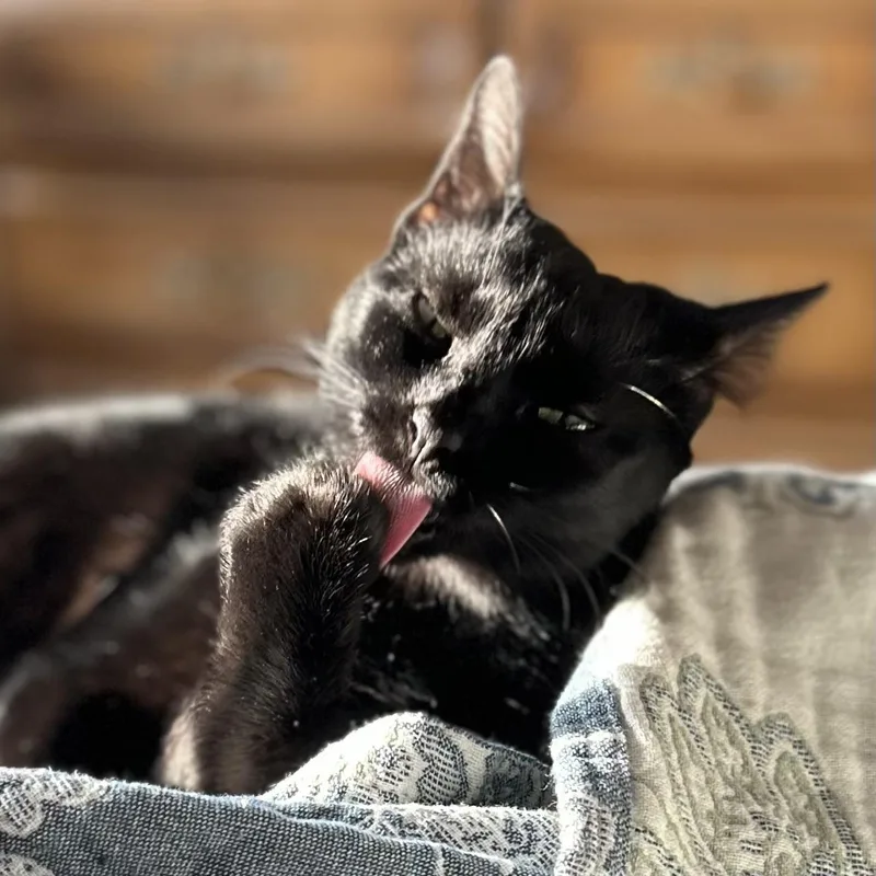 Missy thumbnail 6