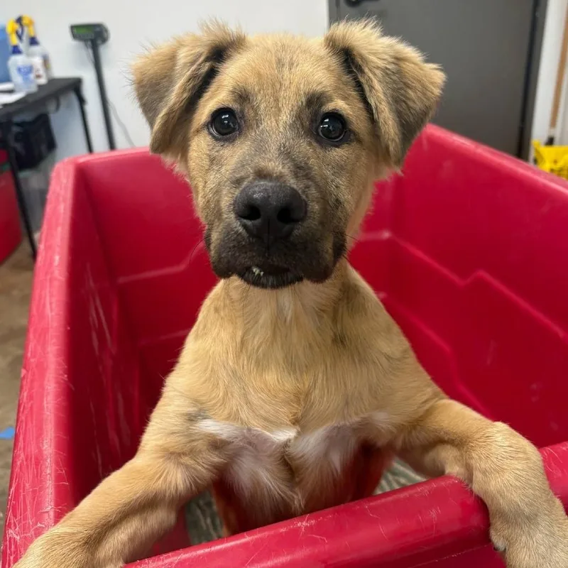 A young medium-sized male Yellow / Tan / Blond / Fawn Shepherd dog named Lambo for adoption in Cleveland, MS