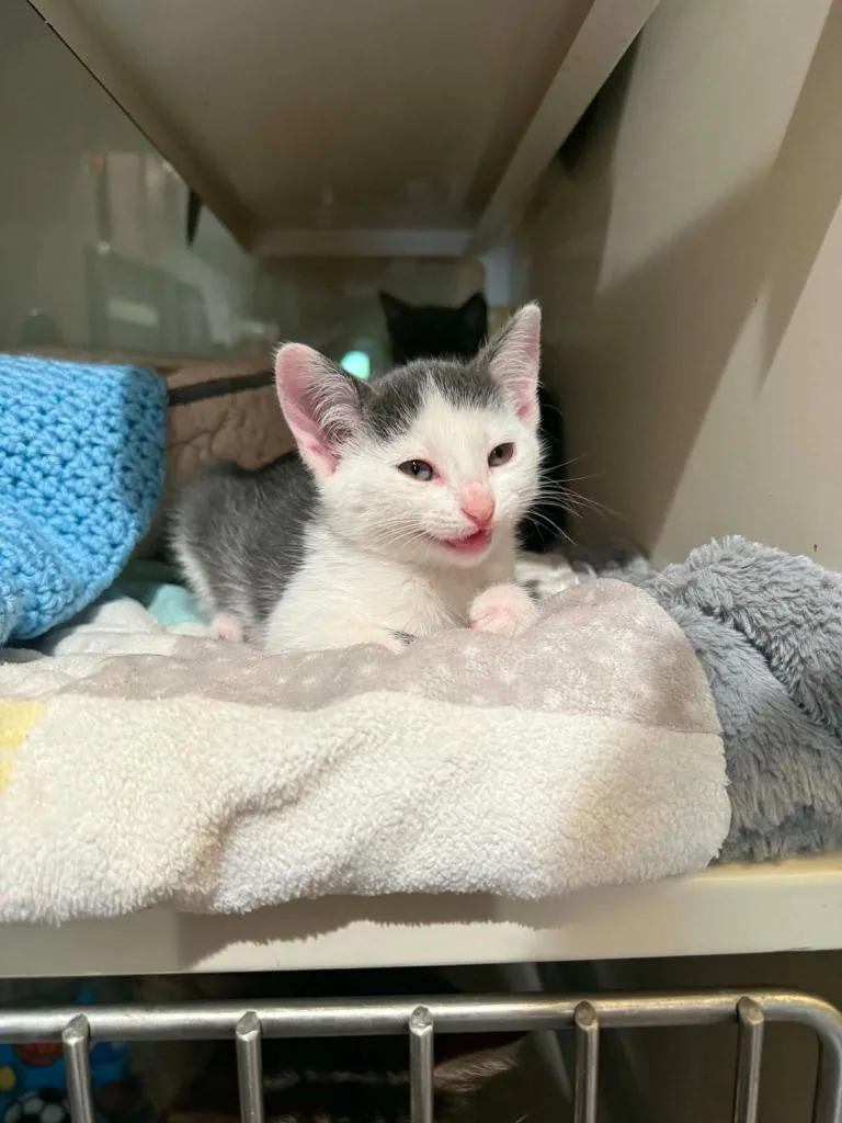 A baby medium-sized female Domestic Short Hair cat named W Minnie for adoption in Ashland, WI