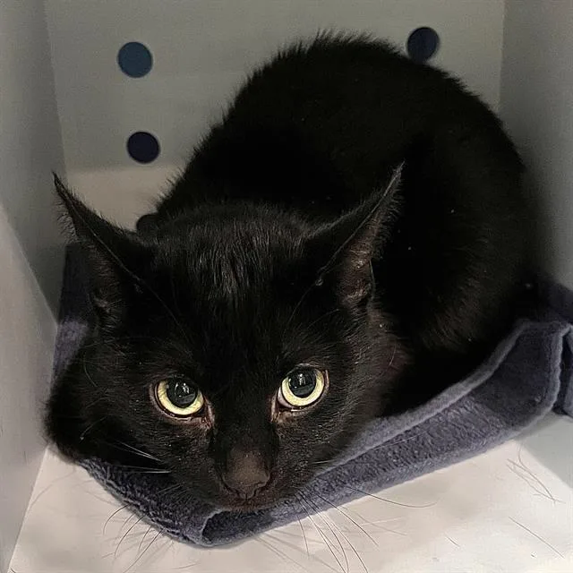 A young small-sized female Domestic Short Hair cat named Dutchess for adoption in Methuen, MA
