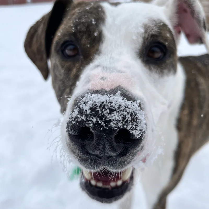 An adult large-sized female Brindle Pit Bull Terrier dog named Ava for adoption in Washoe Valley, NV