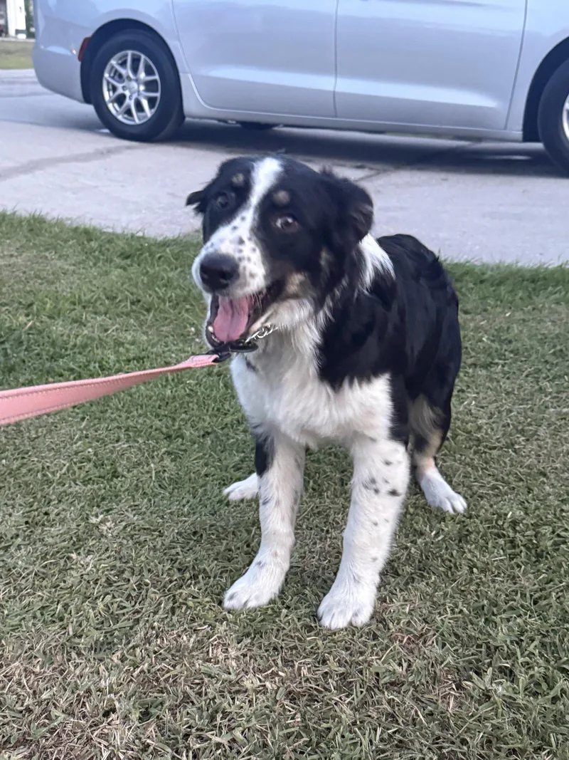 Aspen Aussie