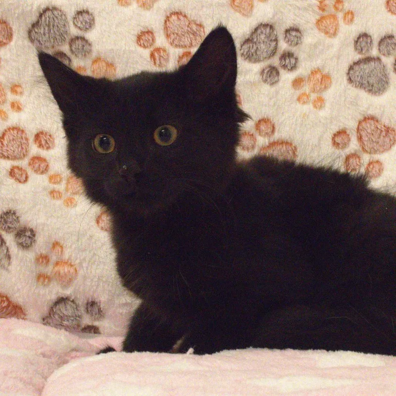 A baby small-sized male Black Domestic Medium Hair cat named Coal for adoption in Carrollton, OH