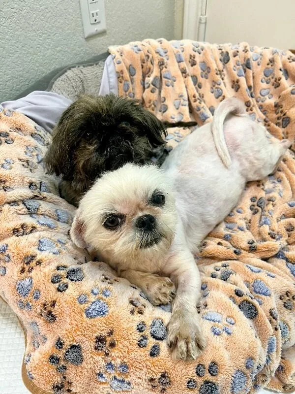 A young small-sized female Black Shih Tzu dog named Shirley for adoption in Boulder, CO