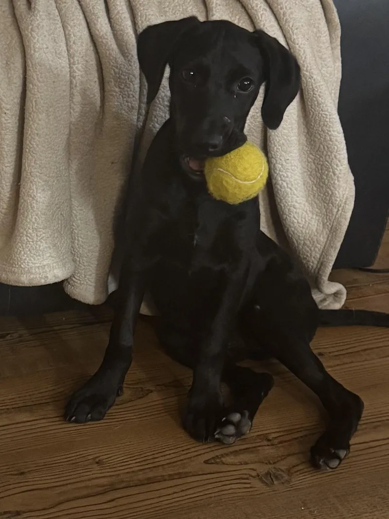 A baby medium-sized female Black Labrador Retriever dog named Dolly for adoption in Alexandria, LA
