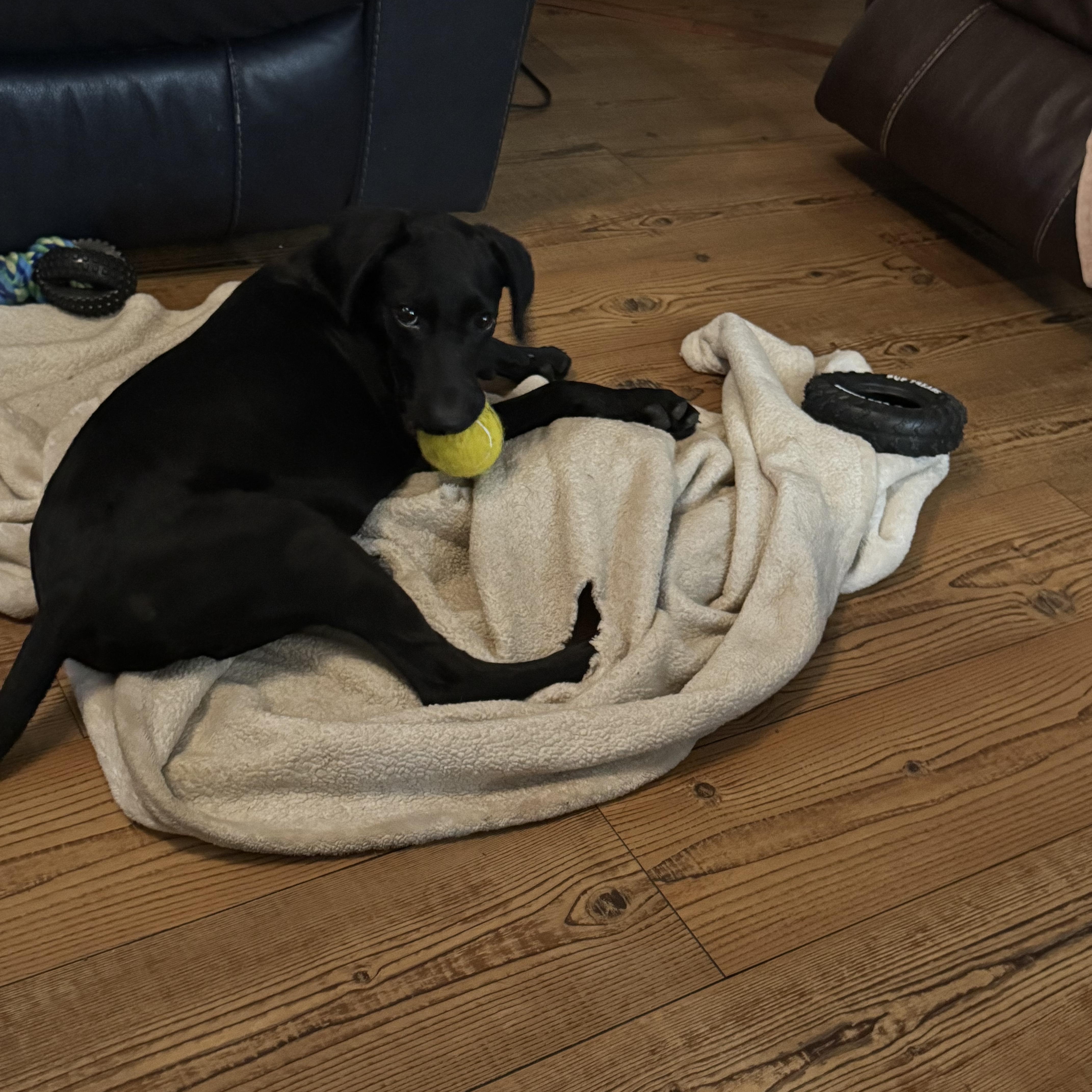 Dolly thumbnail 3