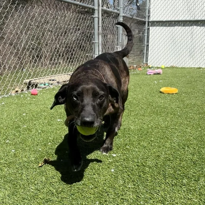 An adult medium-sized female Black Hound dog named Lydia for adoption in Bedford, NH