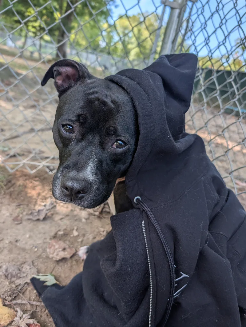 An adult large-sized female Pit Bull Terrier dog named Olympia for adoption in Reisterstown, MD