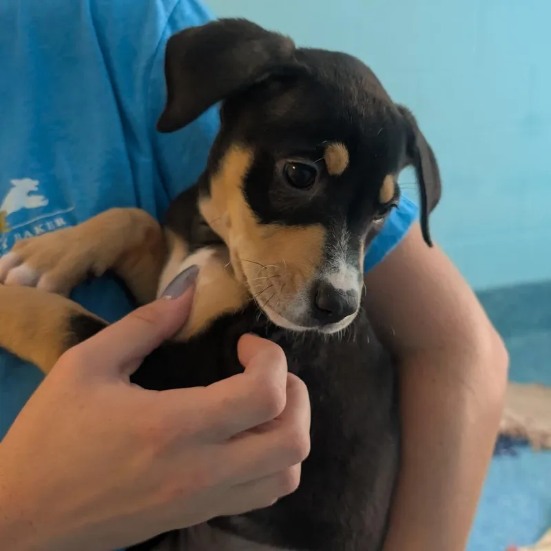 A baby small-sized female Black Mixed Breed dog named Tansy for adoption in Naples, FL