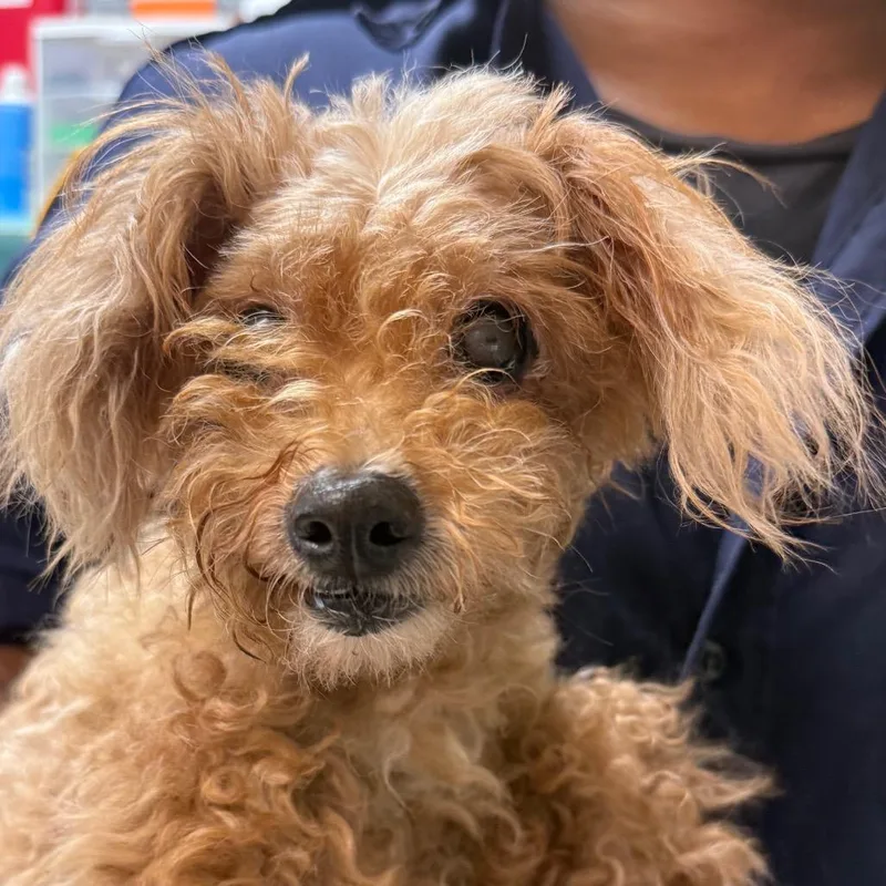 A baby small-sized female Golden Miniature Poodle dog named Daisymae for adoption in Jacksonville, AR