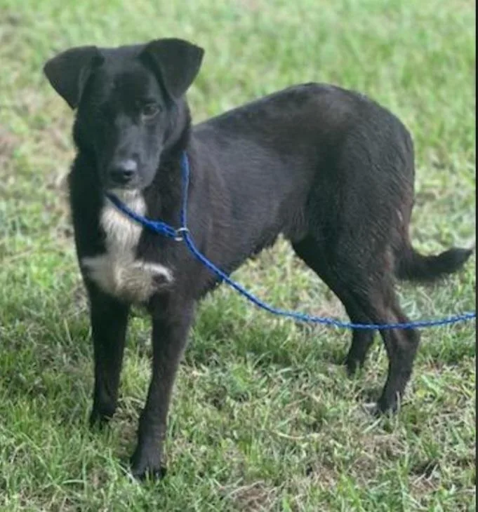 A young medium-sized male Black Labrador Retriever dog named Mario for adoption in Houston, TX