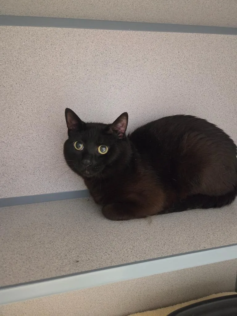 A young large-sized male Domestic Short Hair cat named Melvin for adoption in Liverpool, NY
