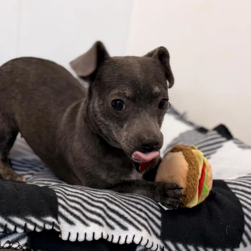 An adult small-sized female Gray / Blue / Silver Chihuahua dog named Wendy for adoption in Green Bay, WI