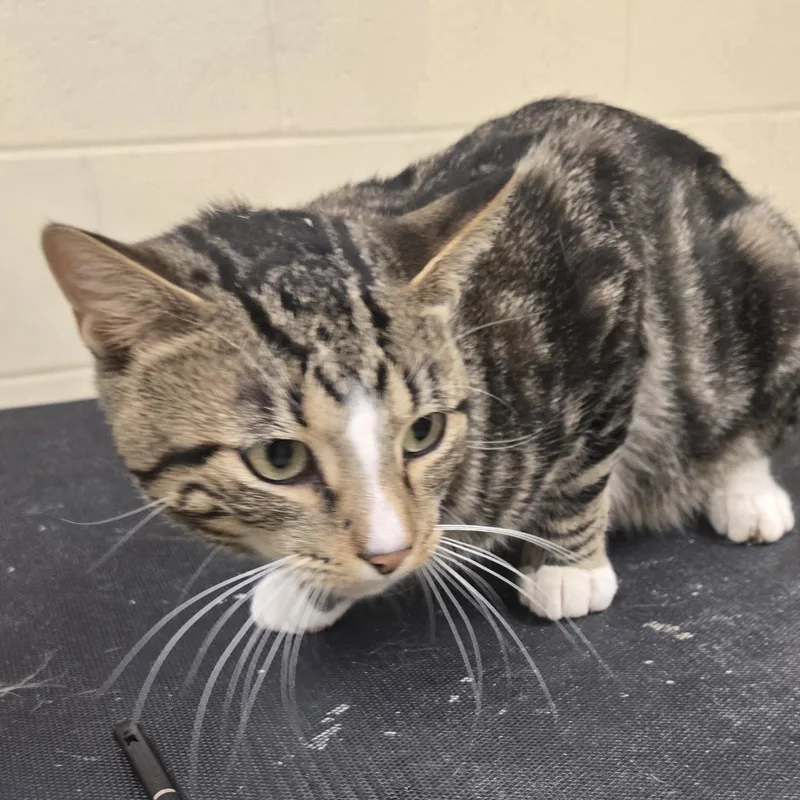 An adult medium-sized male Tabby (Gray / Blue / Silver) Domestic Short Hair cat named Waffles for adoption in Xenia , OH