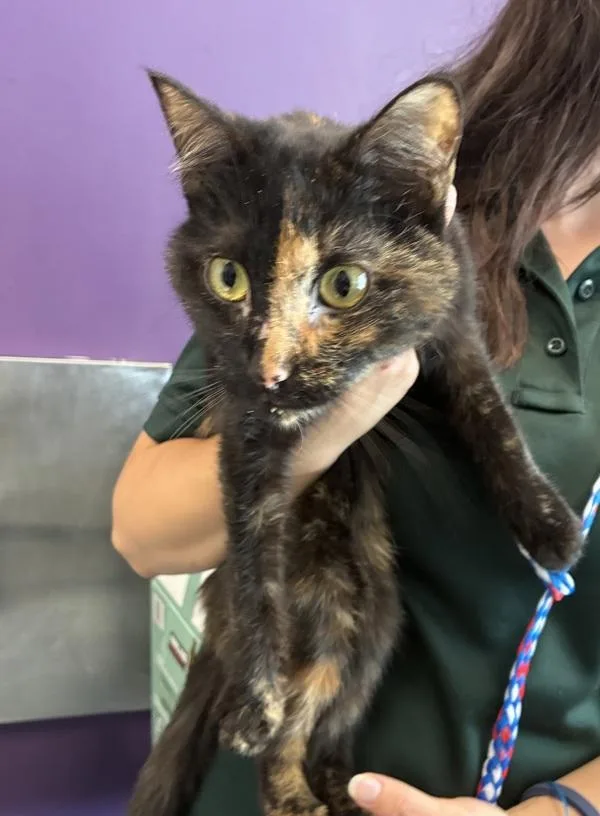 An adult small-sized female Domestic Short Hair cat named Tort for adoption in Salt Lake City, UT