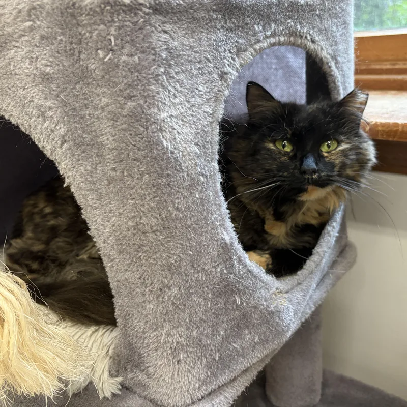 An adult medium-sized female Domestic Long Hair cat named Fancy for adoption in Southold, NY