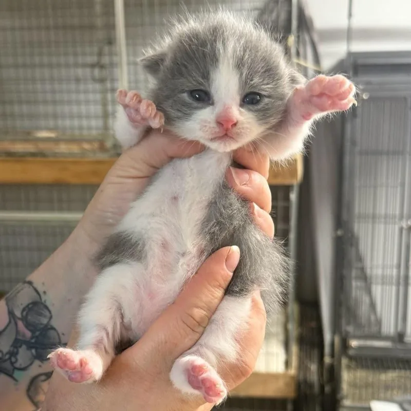 A baby small-sized male Gray / Blue / Silver Domestic Short Hair cat named Luigi for adoption in Madison, WI