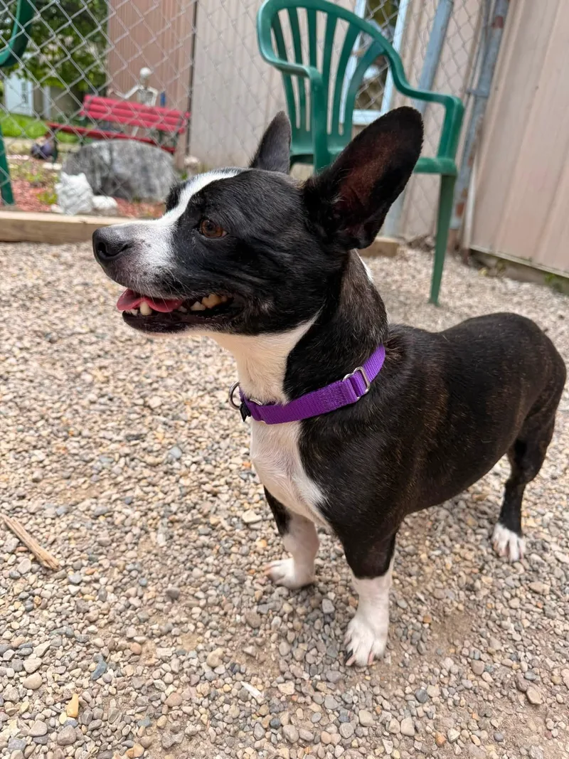 A young small-sized male Black Corgi dog named Johnny for adoption in Indianapolis, IN
