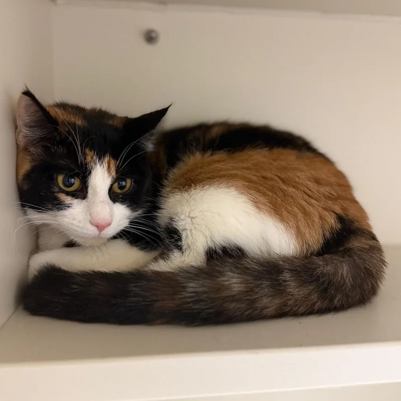 A young medium-sized female Calico Domestic Short Hair cat named Sarafina for adoption in Fairport, NY