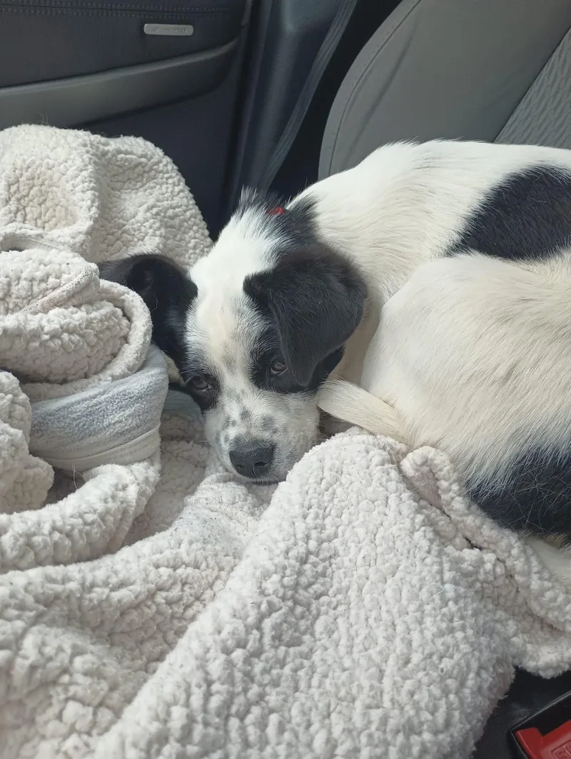 Pipsqueak thumbnail 2