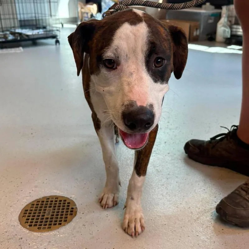 An adult medium-sized male Brindle Mixed Breed dog named Aaron for adoption in Huntington, WV