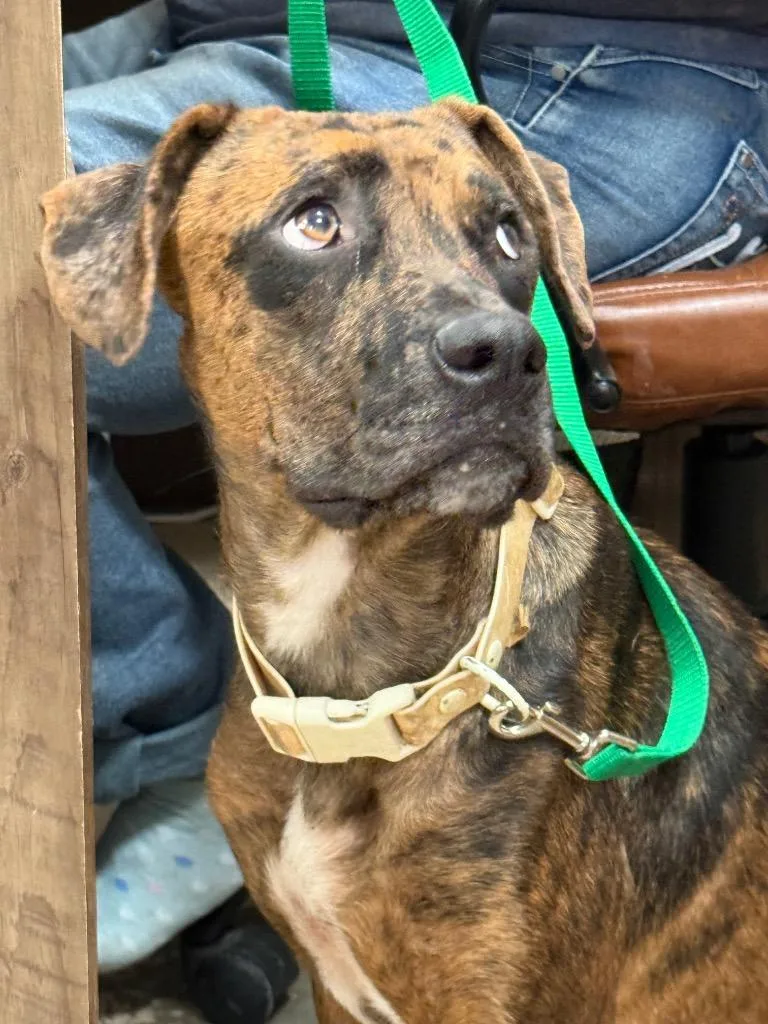 An adult medium-sized female Plott Hound dog named Pebbles for adoption in Saint Francisville, LA
