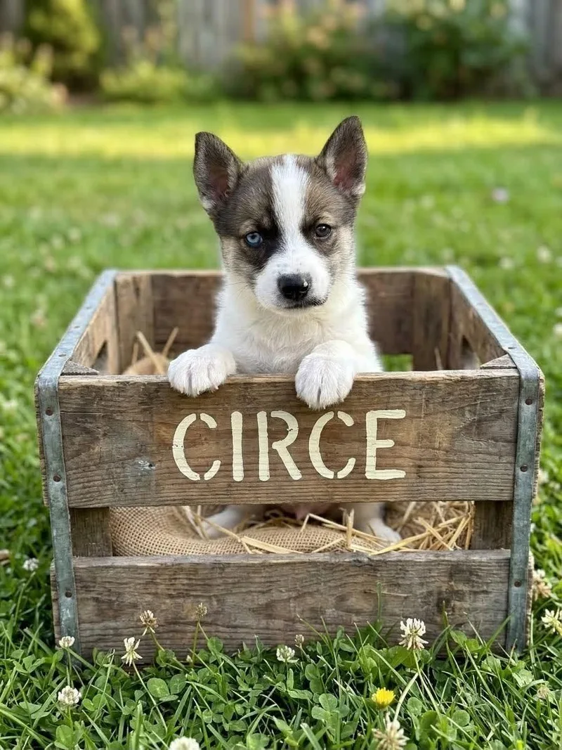 Circe