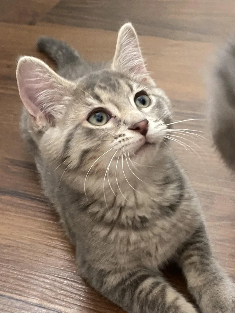 A baby medium-sized male Gray / Blue / Silver Domestic Short Hair cat named Astor for adoption in Dublin, OH