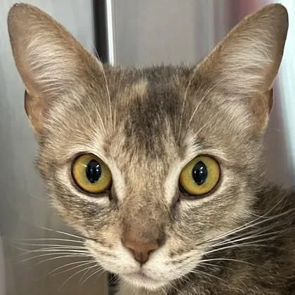 A young medium-sized female Domestic Short Hair cat named Mimi Imfirst for adoption in Pleasanton, CA