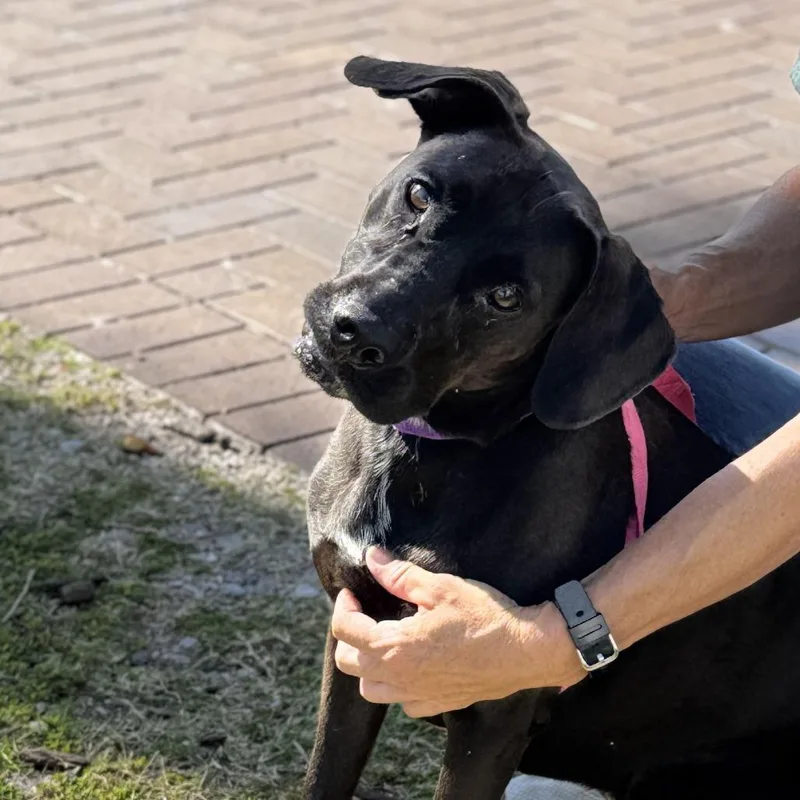 An adult medium-sized female Black Mixed Breed dog named Savannah for adoption in Bradenton, FL