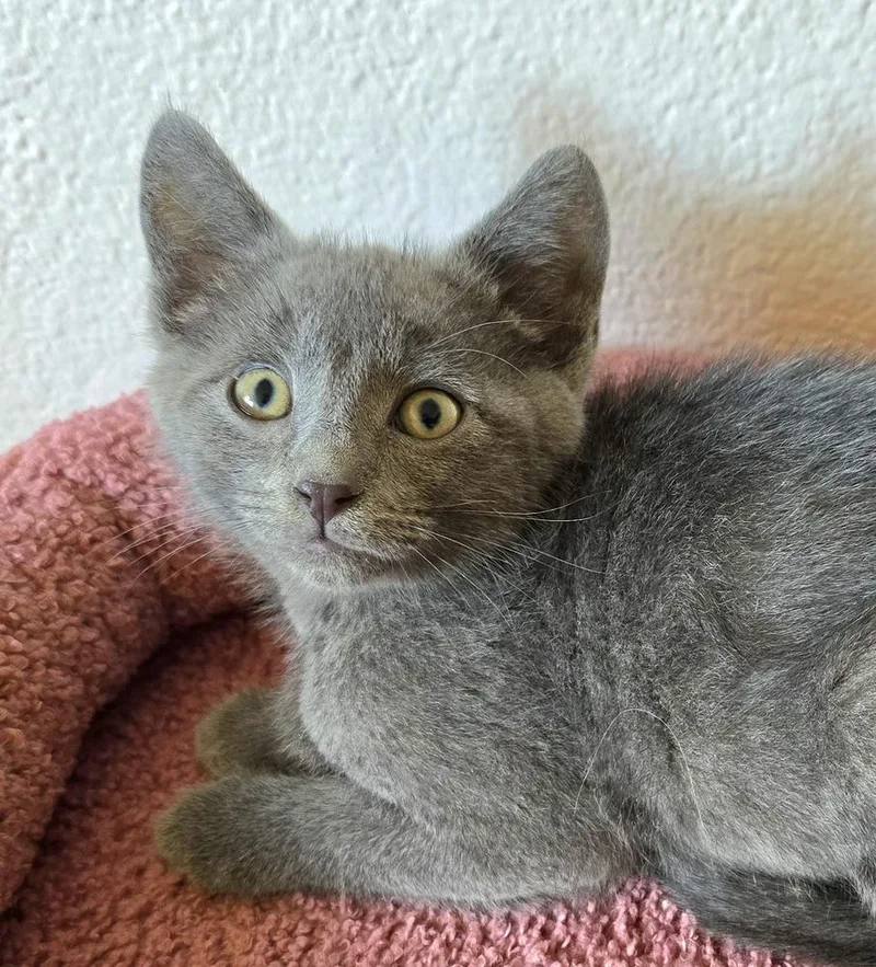 A baby small-sized male Gray / Blue / Silver Domestic Short Hair cat named Alfie for adoption in Vancouver, WA
