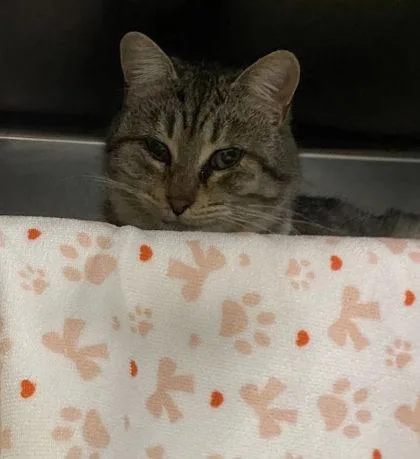 A baby medium-sized male Domestic Short Hair cat named Edgar for adoption in Hobart, IN